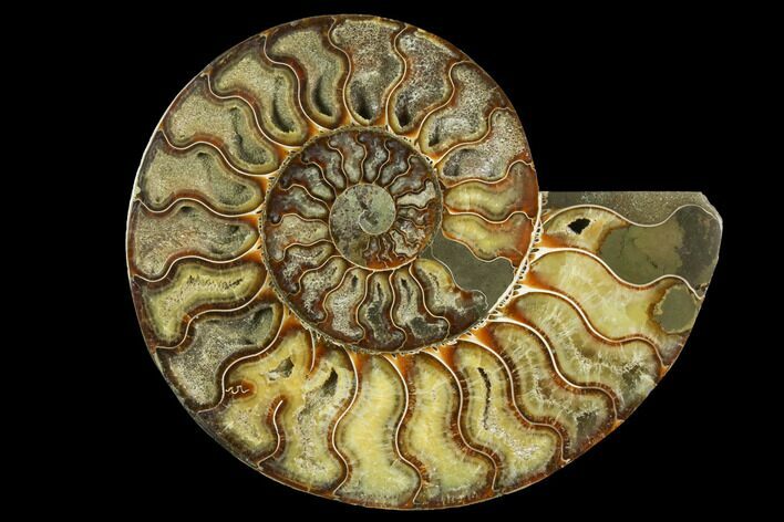 Cut & Polished Ammonite Fossil (Half) - Madagascar #149608